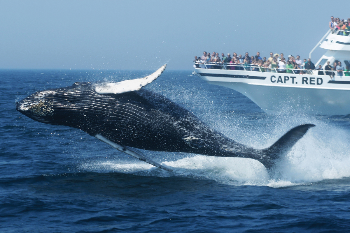 Choose to go on a Whale Watching Tour