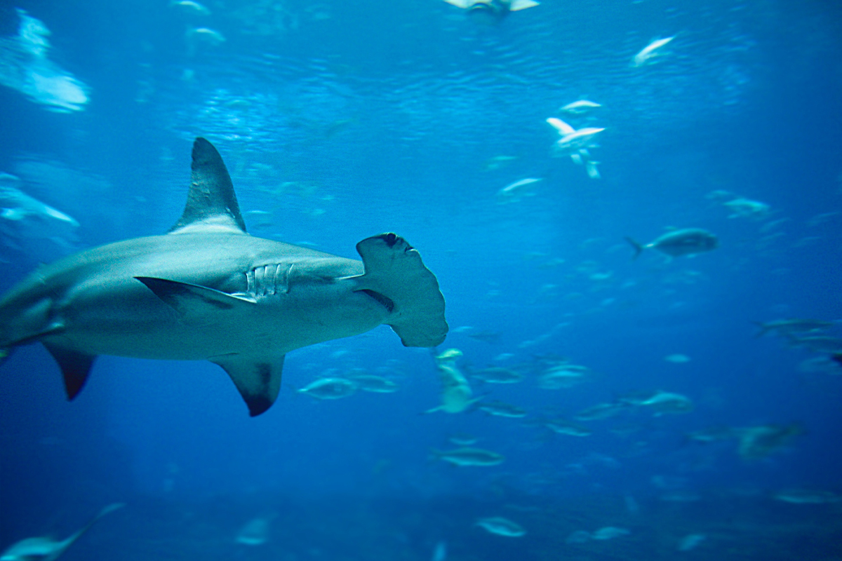 Georgia Aquarium