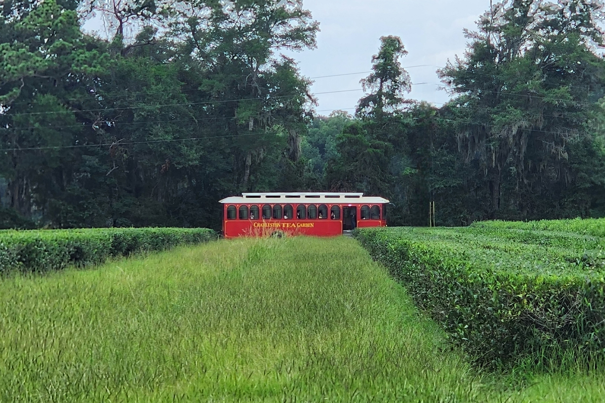Charleston Tea Garden Plantation