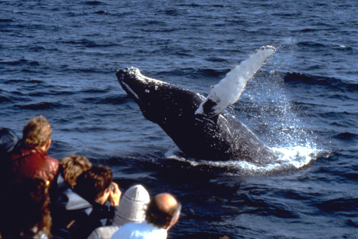 Whale Watching Cruise
