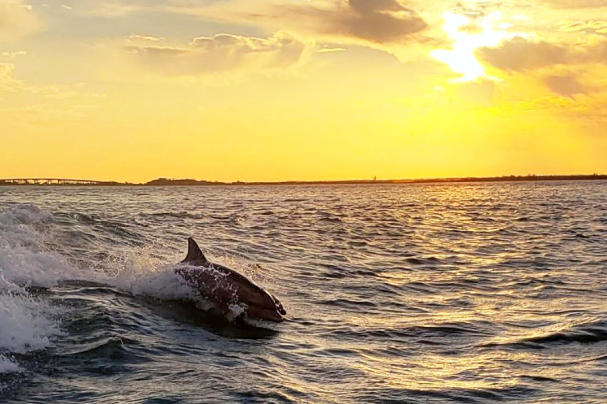 Dolphin Watch Cruise