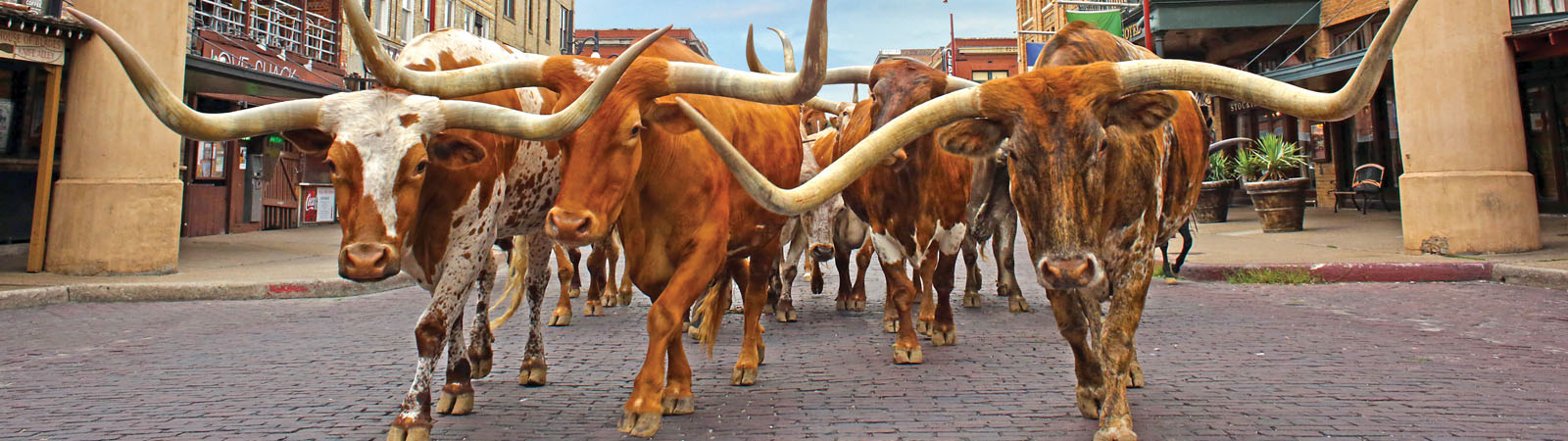 Best of Texas