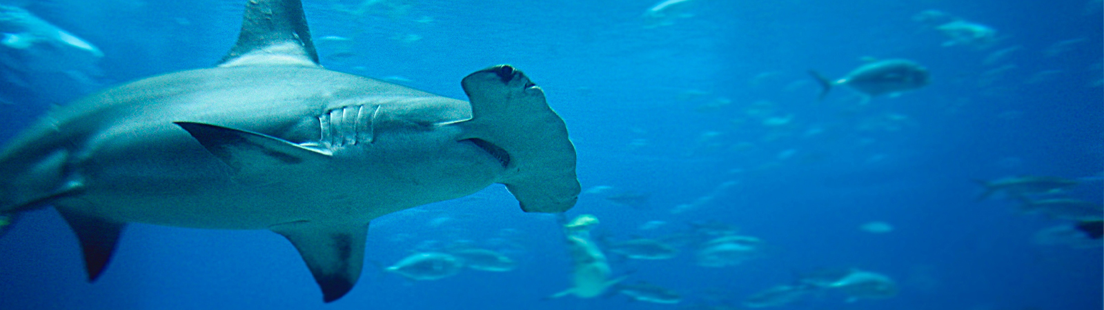 Georgia Aquarium