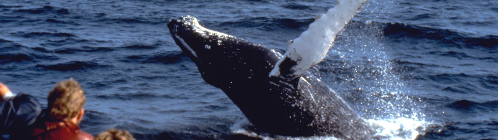 Whale Watching Cruise
