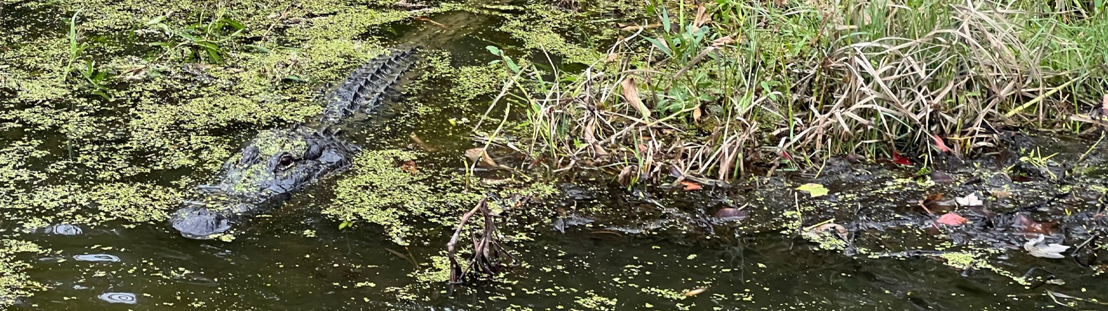 Cajun Swamp Tour