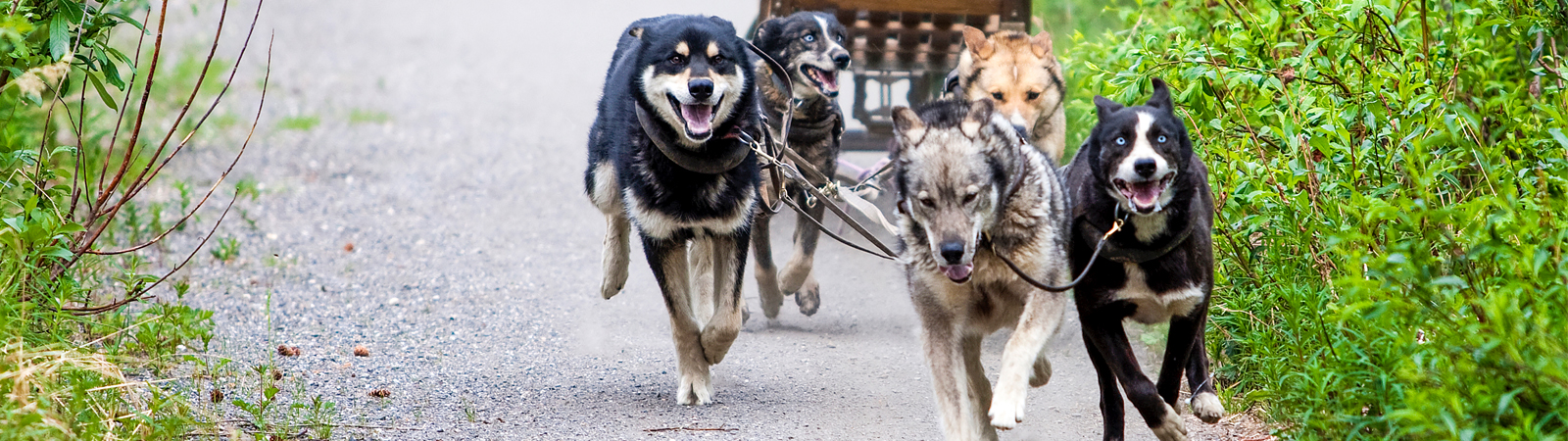 Dog Sled Demonstration
