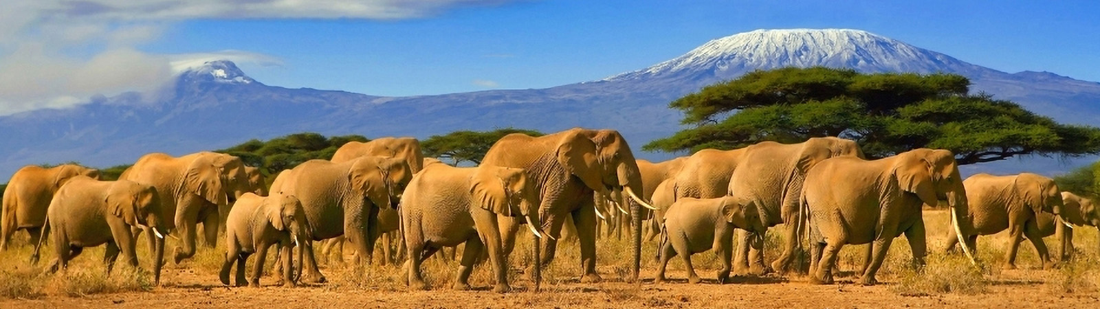 Elephants - Kenya