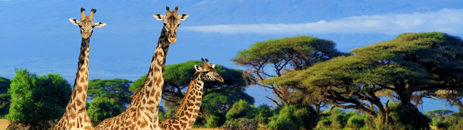 Giraffes - Kenya