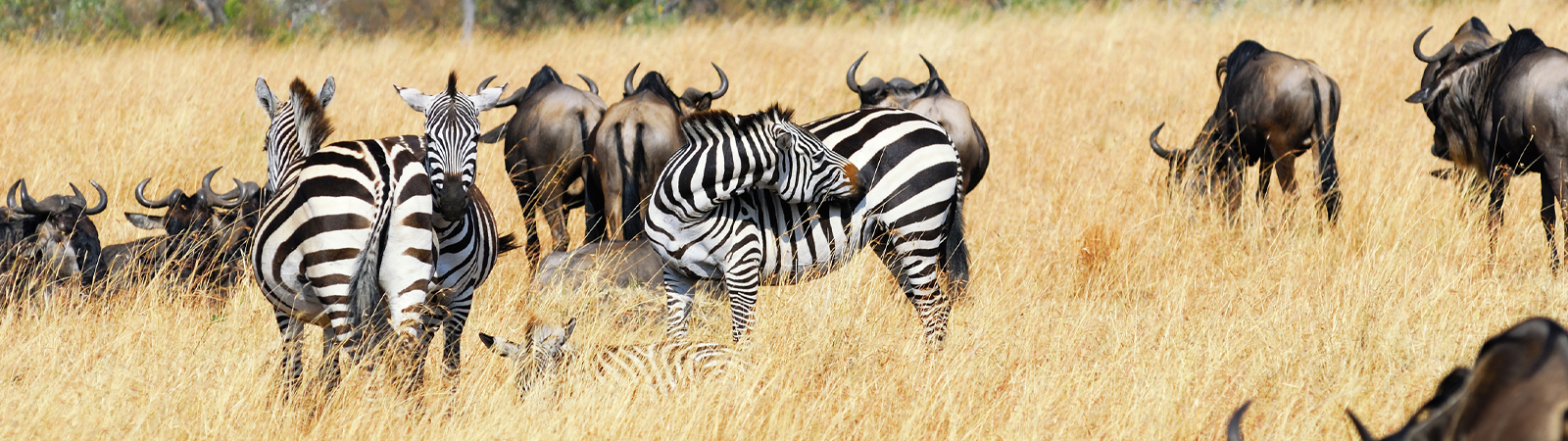 African Wildlife