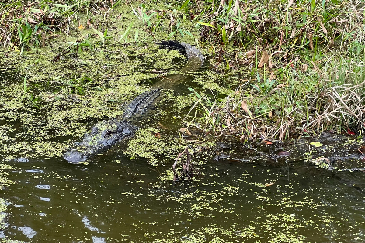 Cajun Swamp Tour