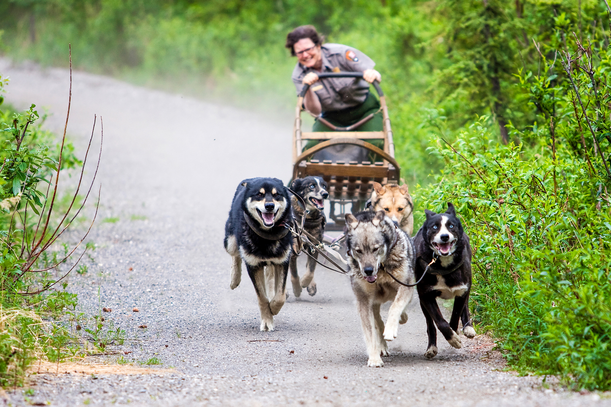 Dog Sled Demonstration