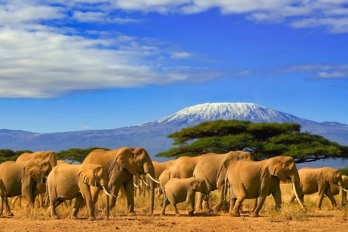Elephants - Kenya