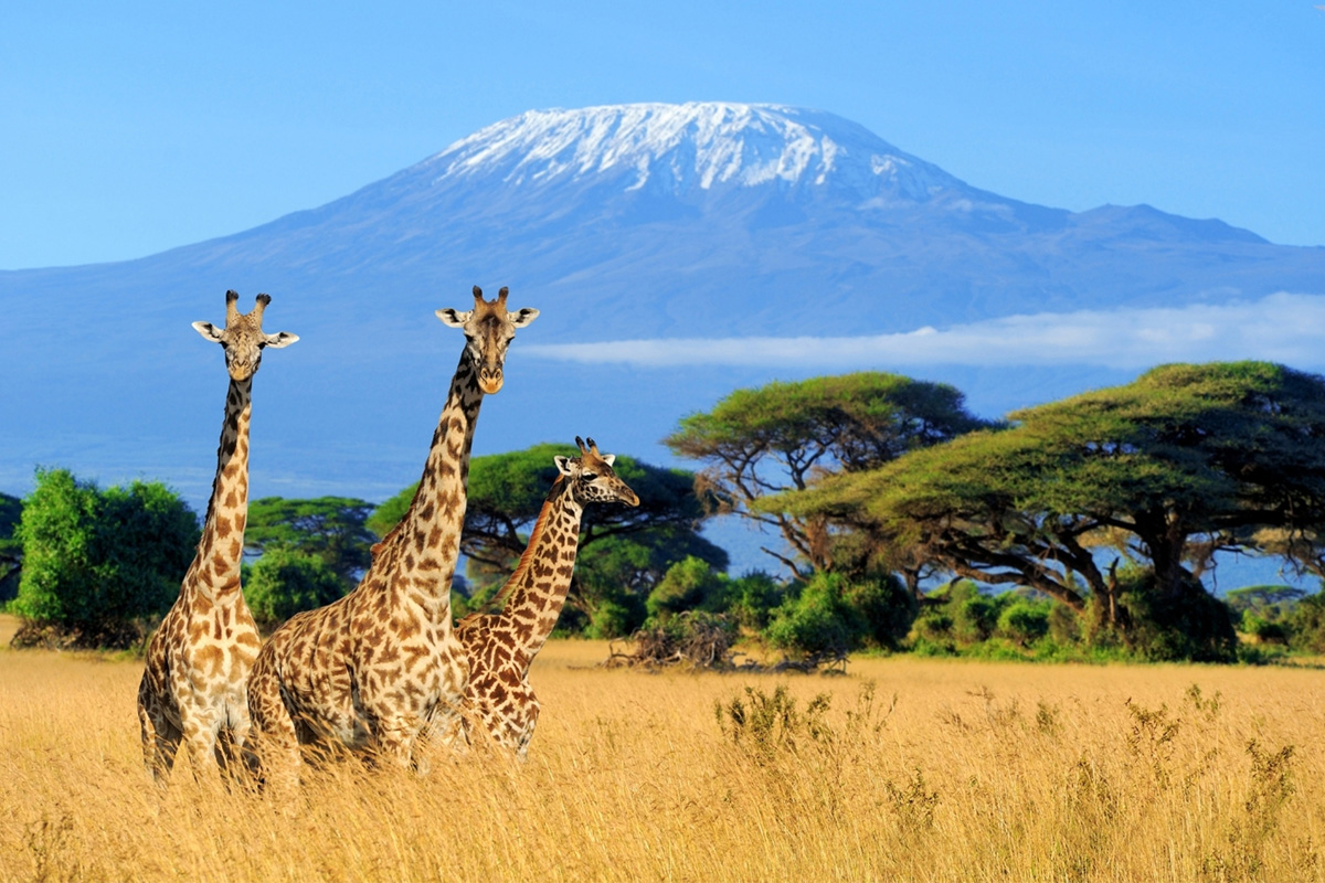 Giraffes - Kenya
