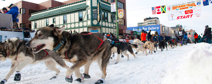 Alaska Iditarod Winter Wonderland
