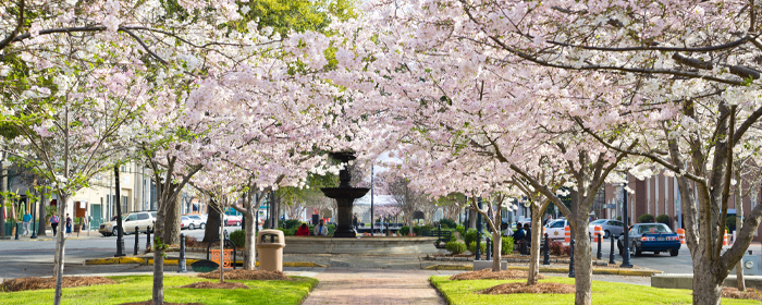 White Columns and Cherry Blossoms